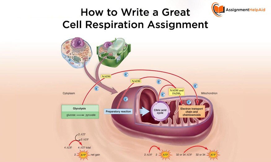 How to Write a Great Cell Respiration Assignment